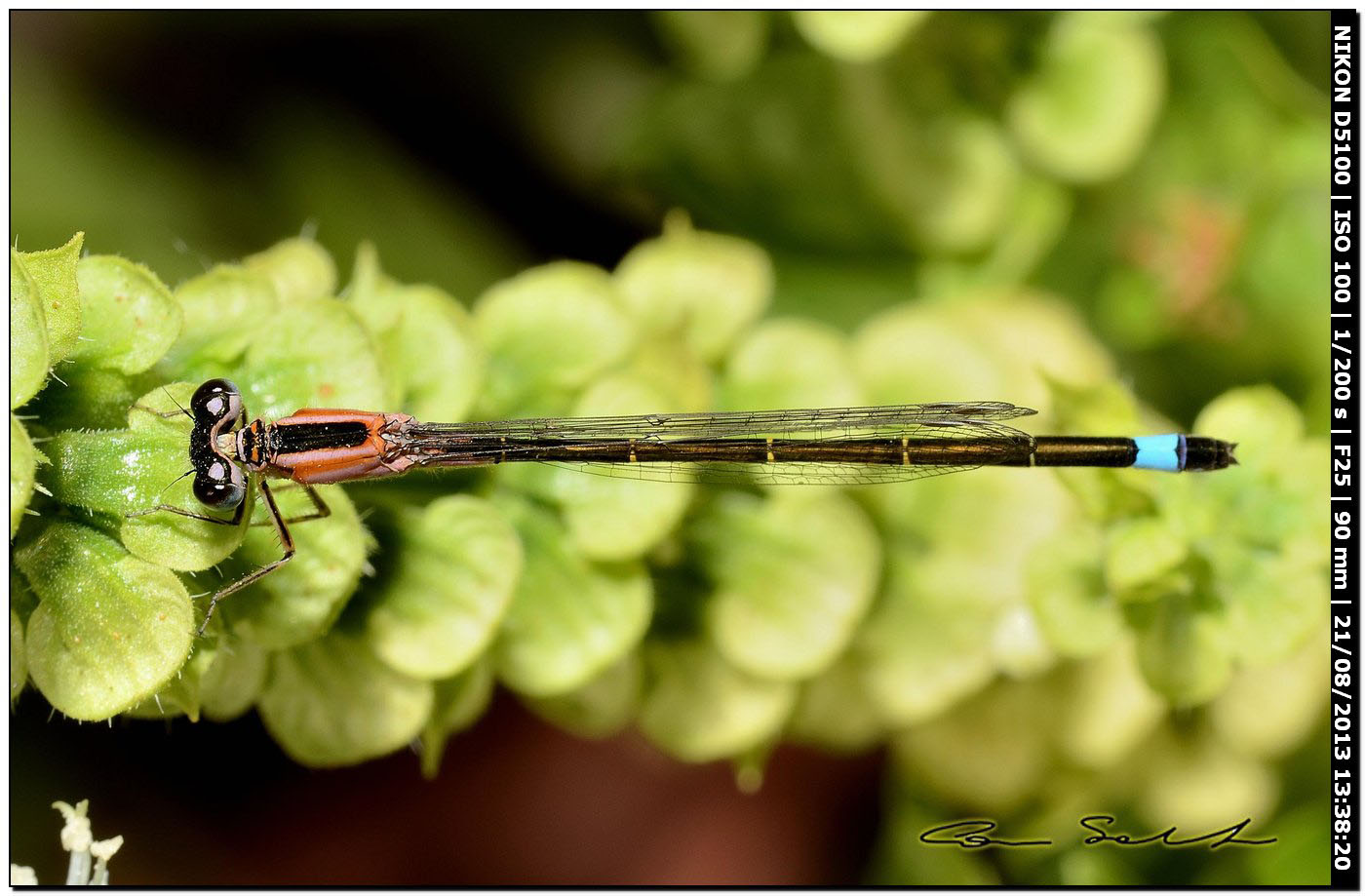 Ischnura genei, ♀ autocroma