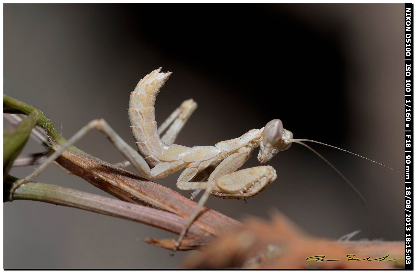 Ameles spallanzania