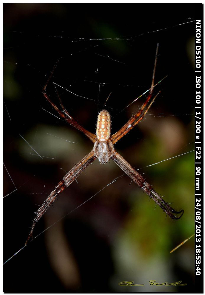 Argiope bruennichi - Alghero (SS)