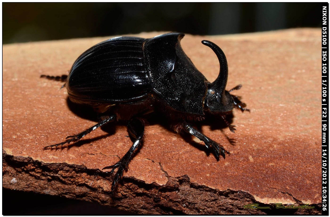 Scarabaeidae, Copris hispanus