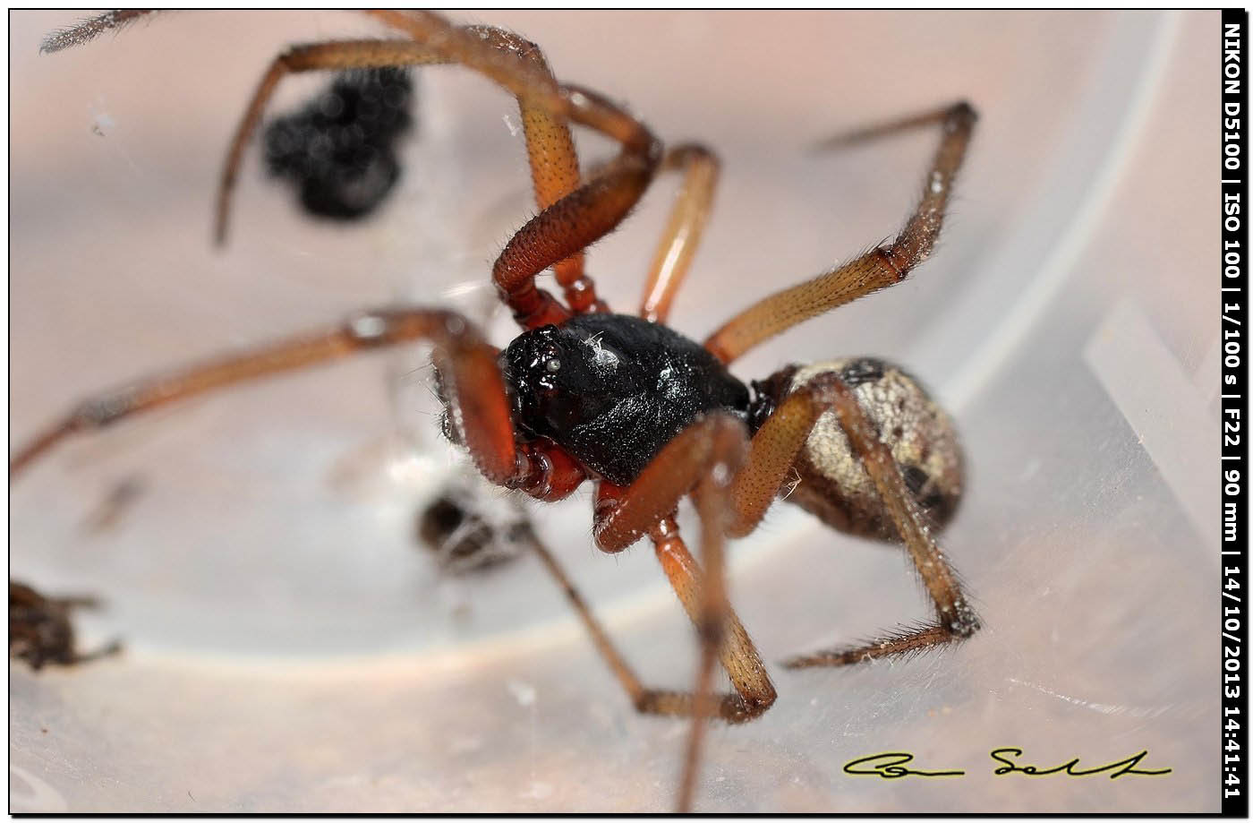 Steatoda nobilis ♂ - Usini (SS)