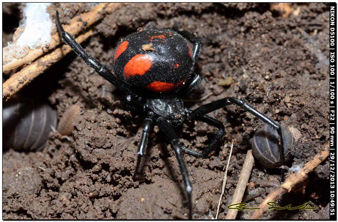 Finalmente!!! (Latrodectus tredecimguttatus - Alghero (SS))