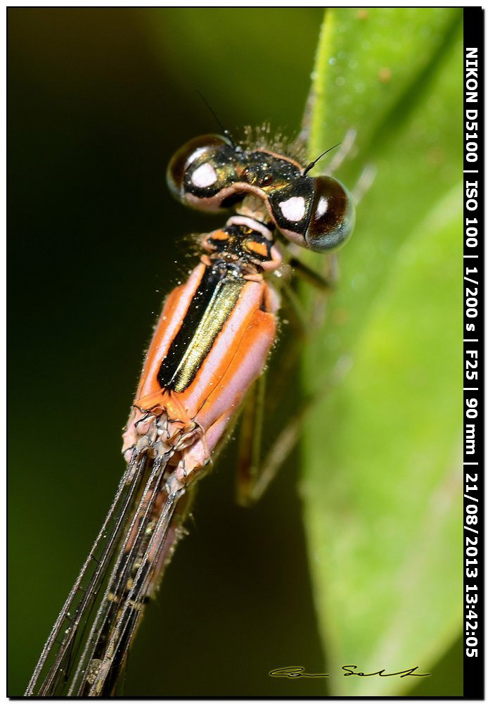 Ischnura genei, ♀ autocroma