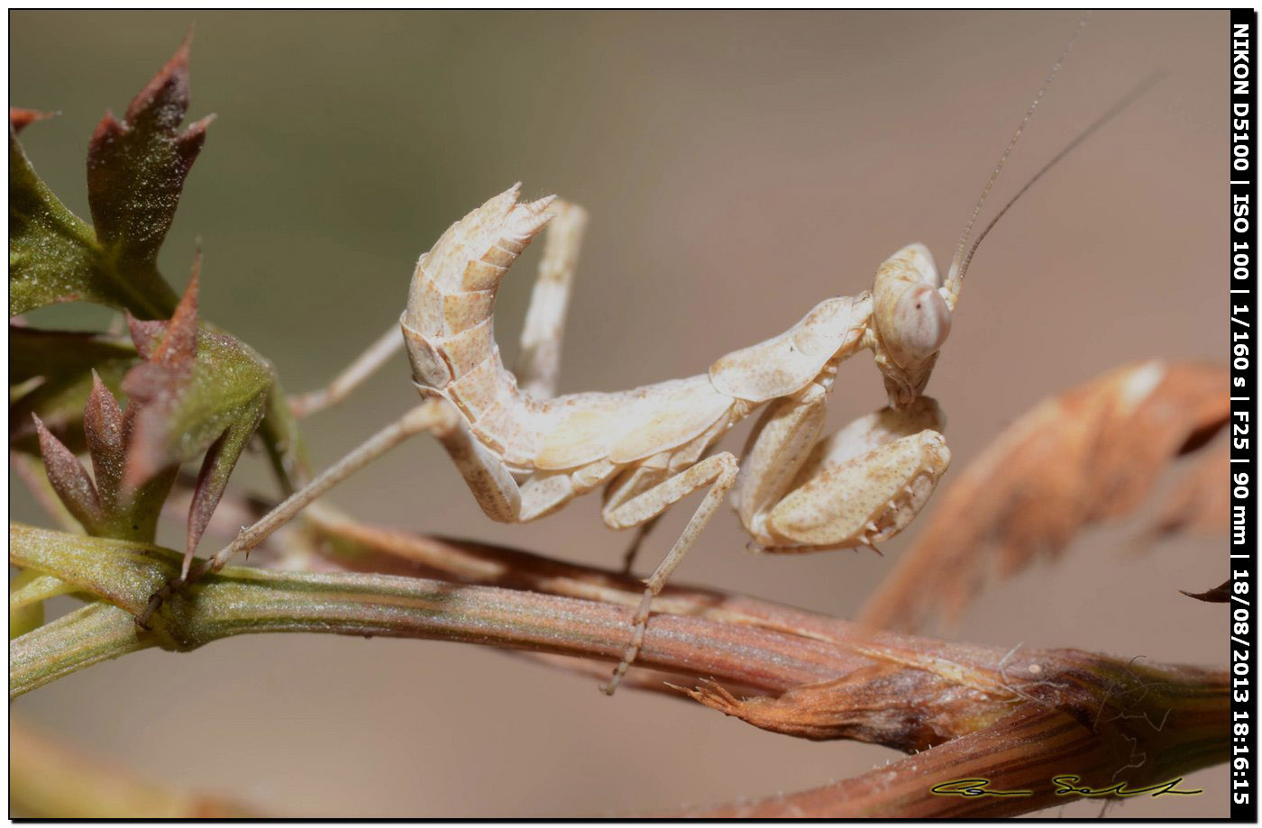 Ameles spallanzania