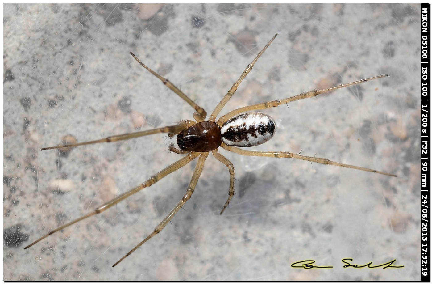 Frontinellina frutetorum - Alghero (SS)