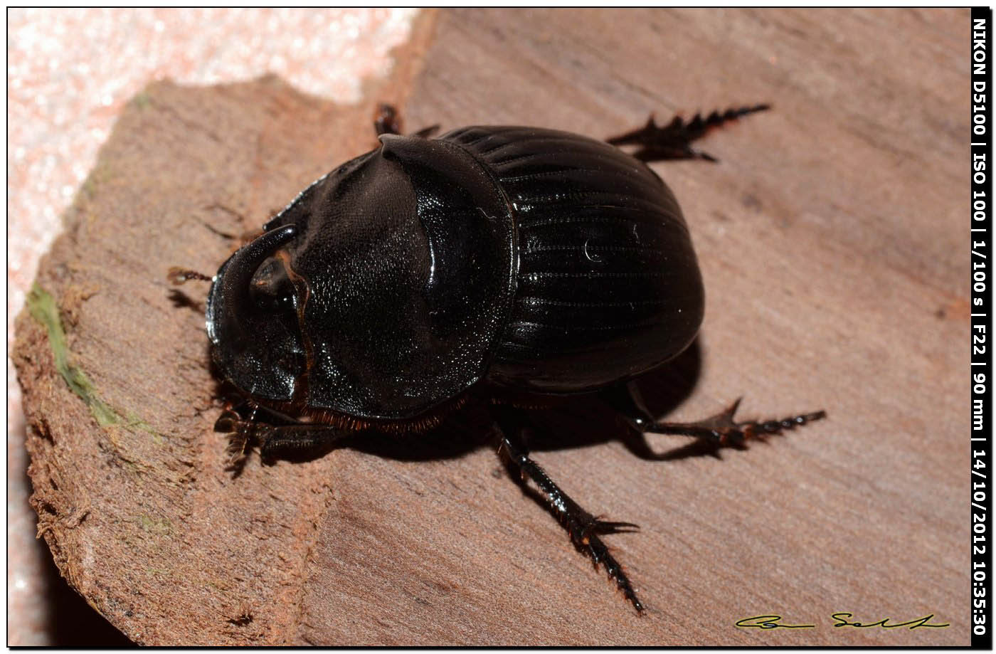 Scarabaeidae, Copris hispanus