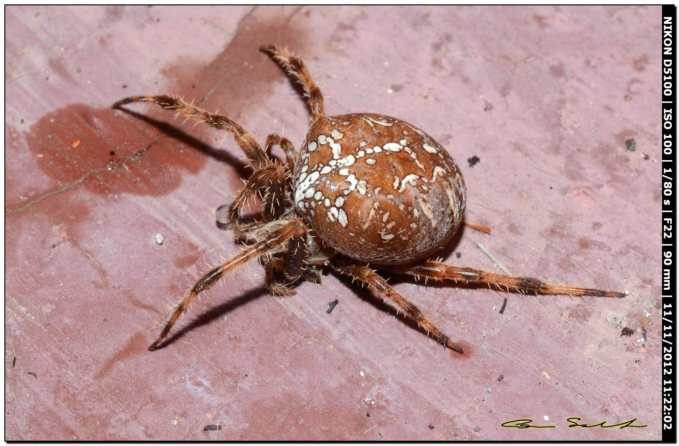 Araneus diadematus