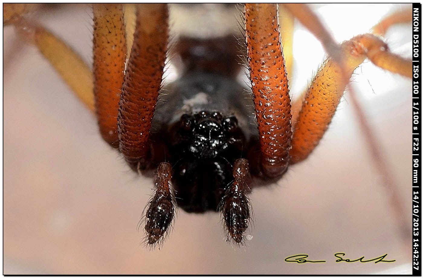 Steatoda nobilis ♂ - Usini (SS)