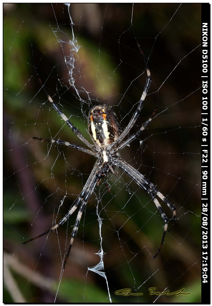 Argiope bruennichi, femmine, maschi e ospiti - Alghero (SS)