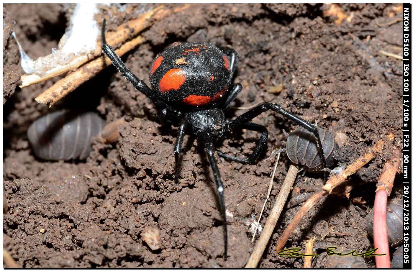 Finalmente!!! (Latrodectus tredecimguttatus - Alghero (SS))