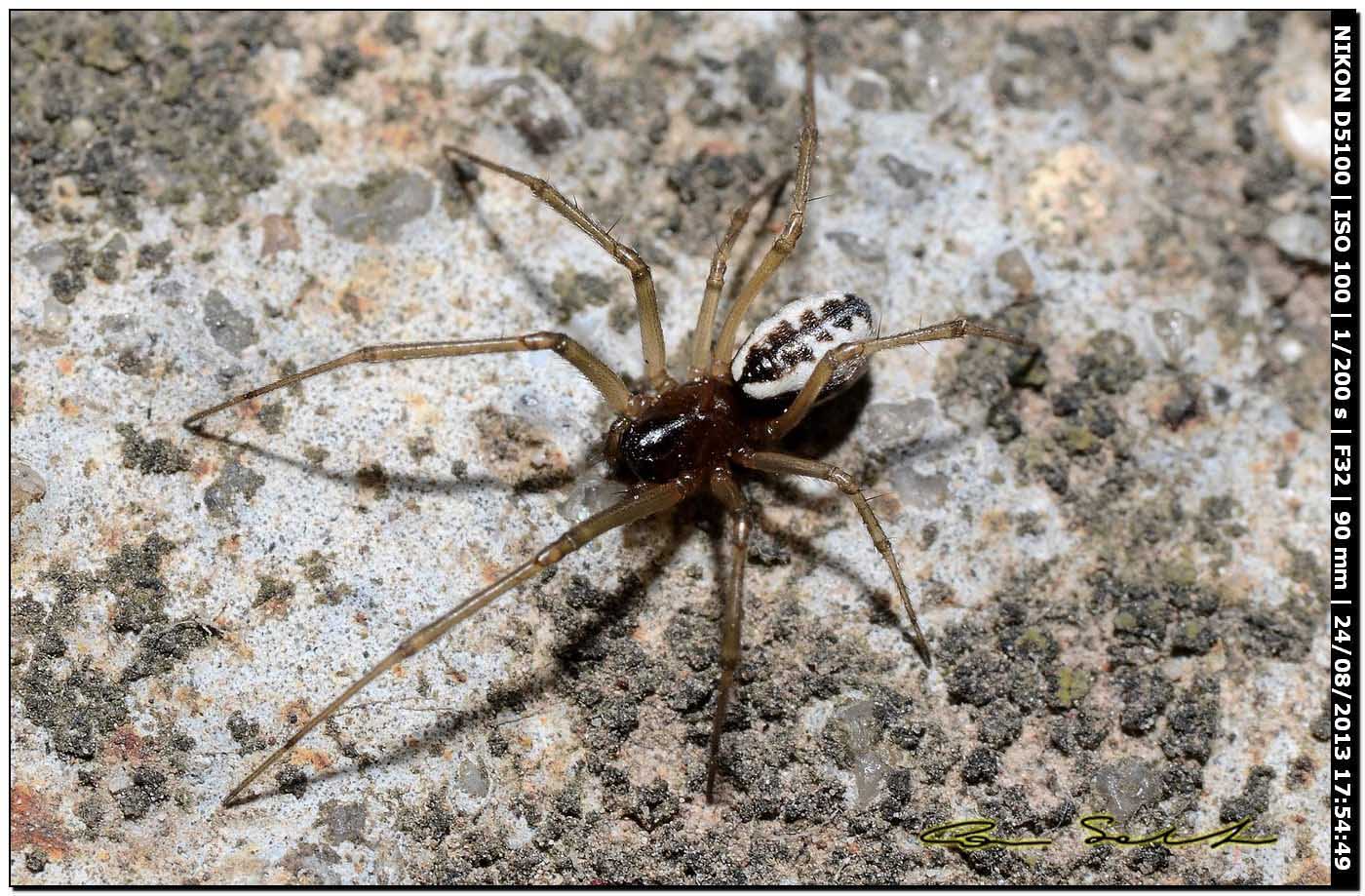 Frontinellina frutetorum - Alghero (SS)