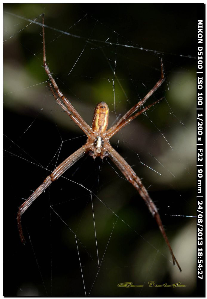 Argiope bruennichi - Alghero (SS)