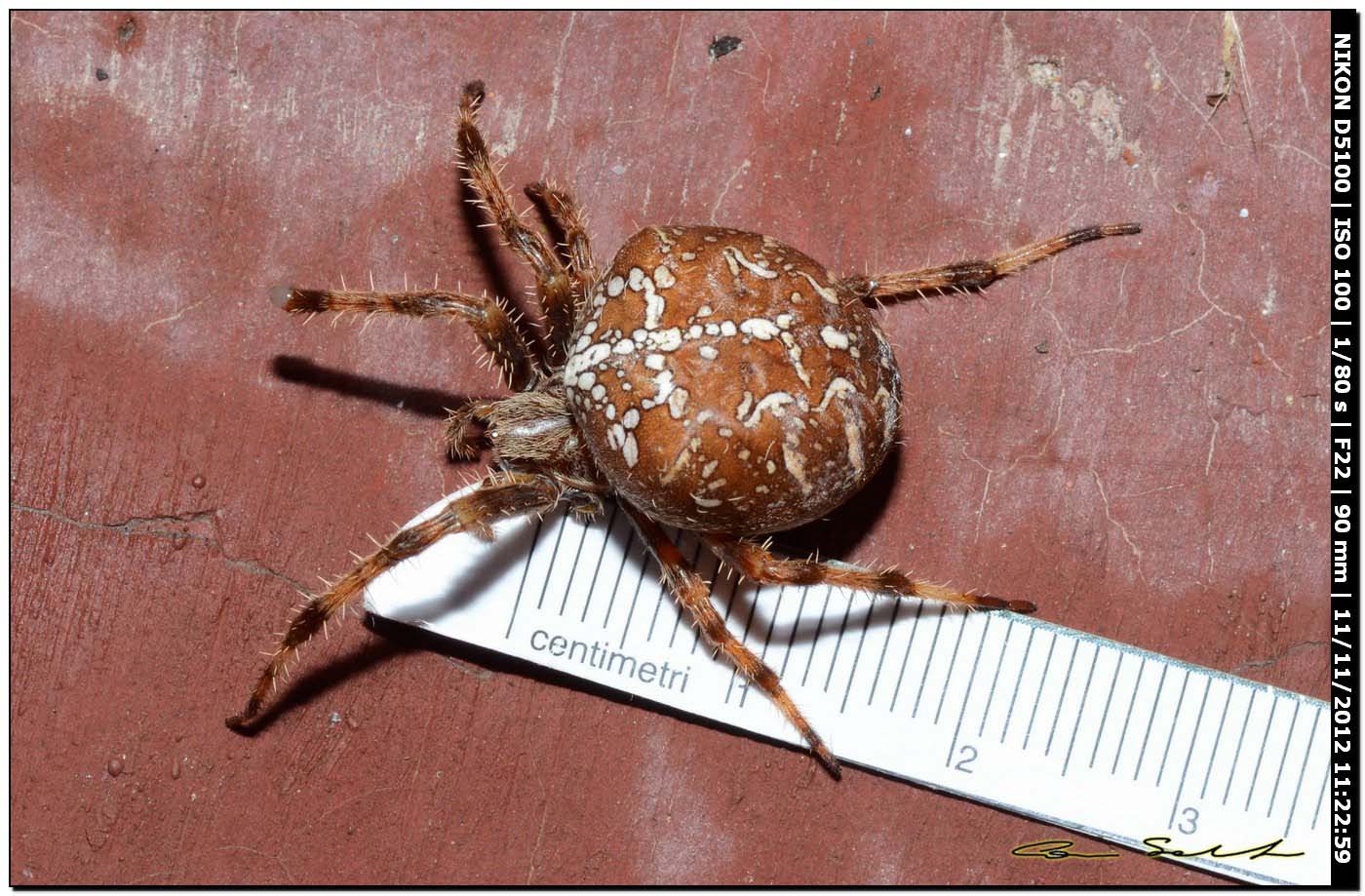 Araneus diadematus