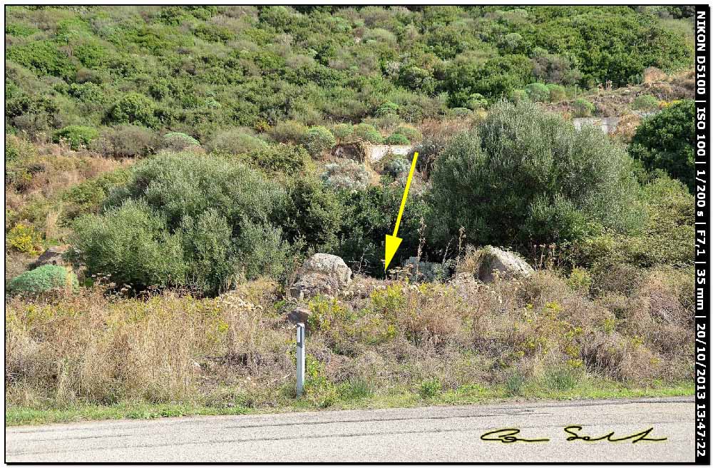 Limax maximus (?) della Sardegna (Bosa/OR)