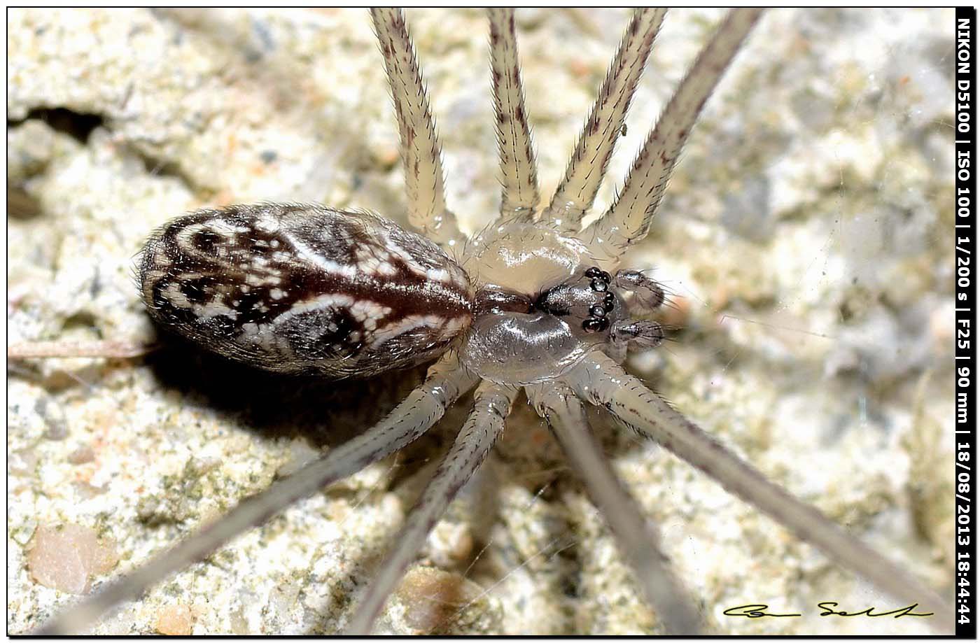 Holocnemus pluchei - Alghero (SS)