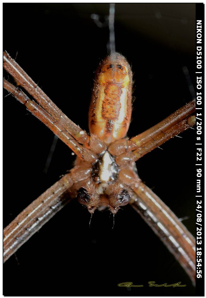 Argiope bruennichi - Alghero (SS)