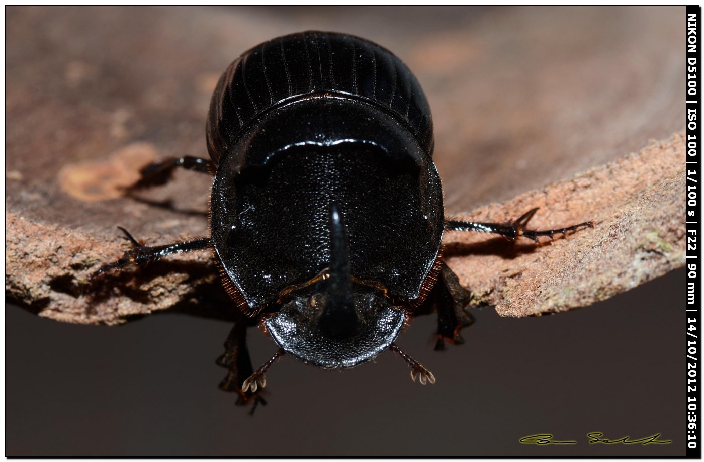 Scarabaeidae, Copris hispanus