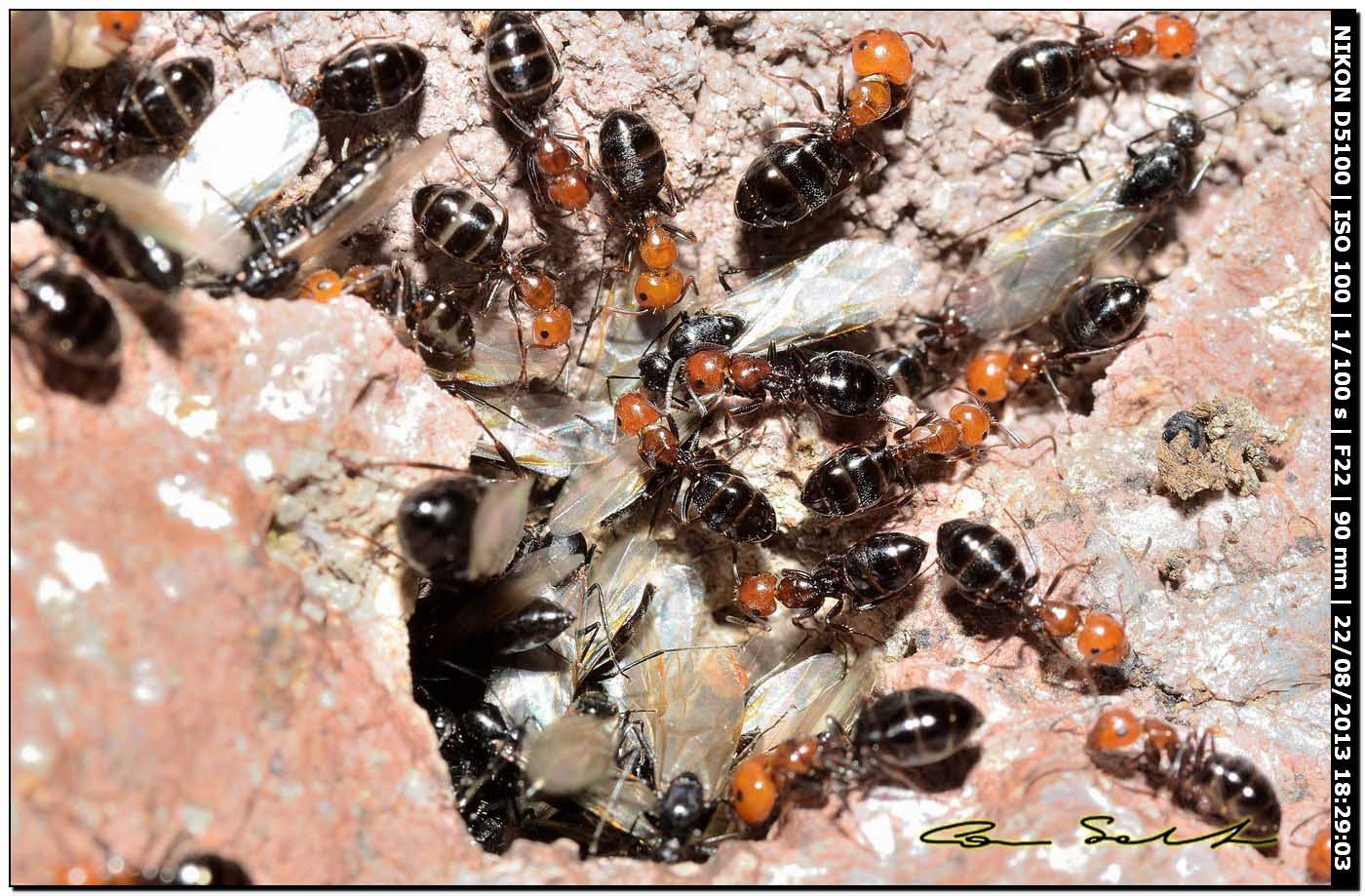 Camponotus lateralis