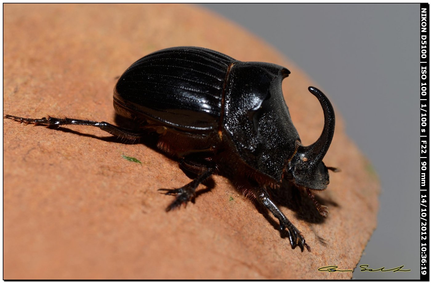 Scarabaeidae, Copris hispanus