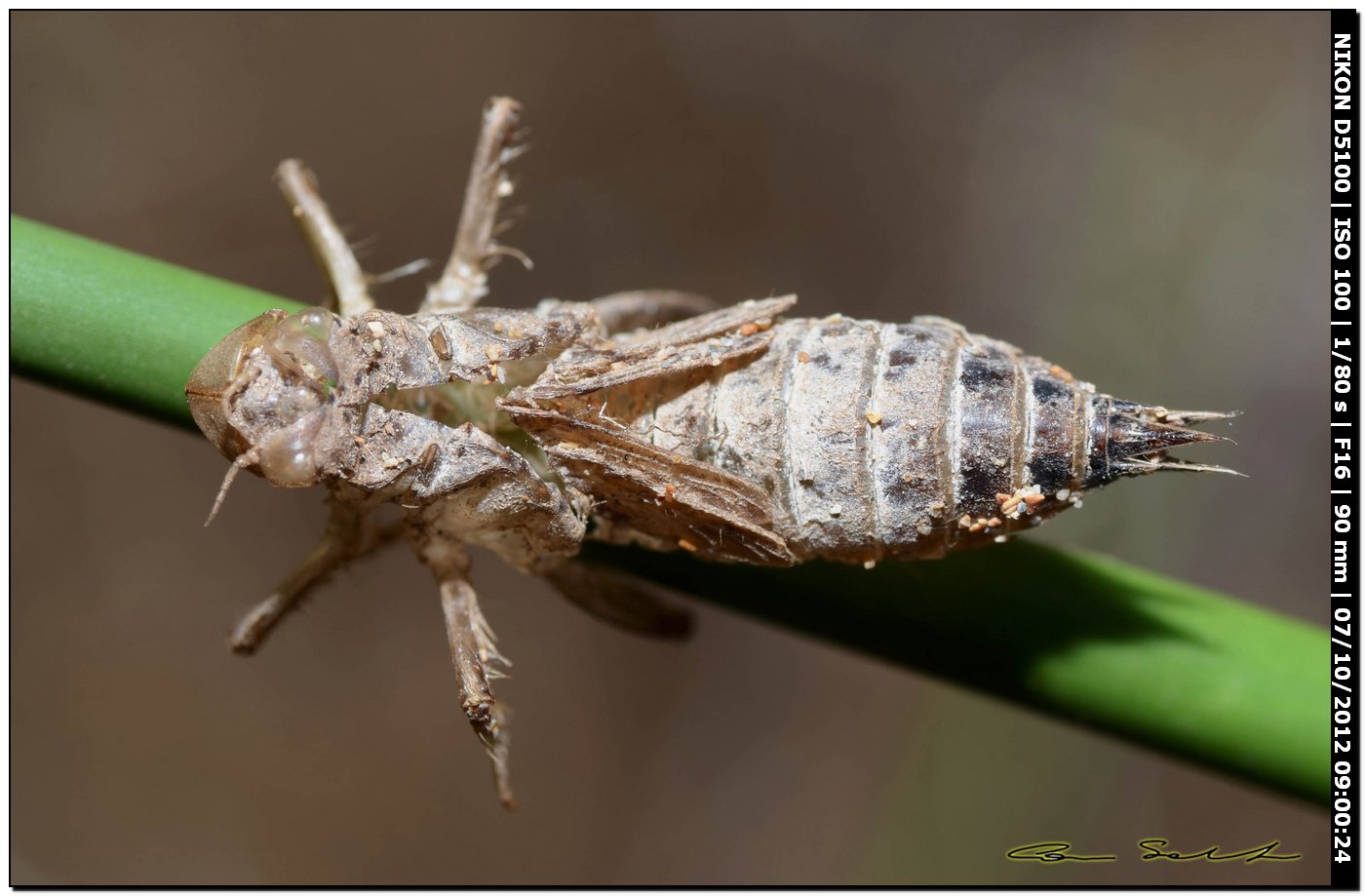 Exuvia di Orthetrum cancellatum o trinacria? O. trinacria !