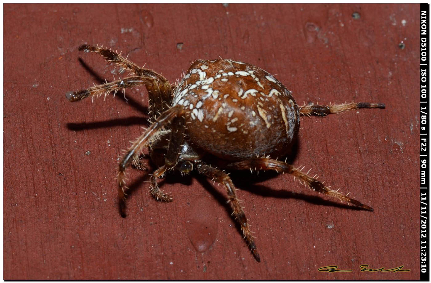 Araneus diadematus