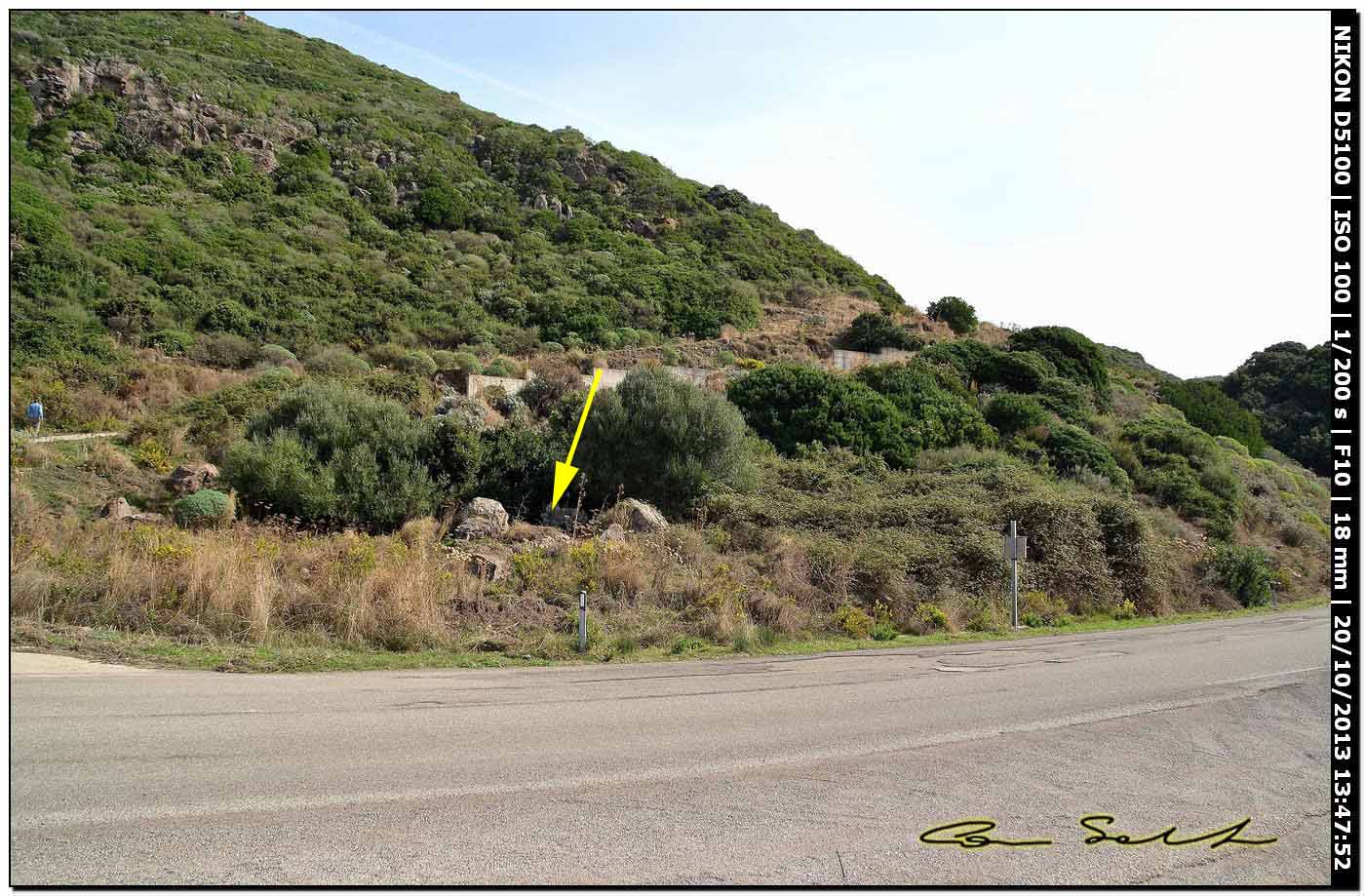 Limax maximus (?) della Sardegna (Bosa/OR)