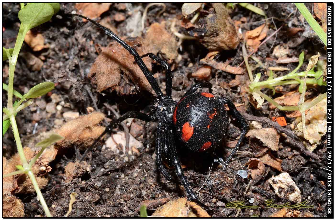 Finalmente!!! (Latrodectus tredecimguttatus - Alghero (SS))