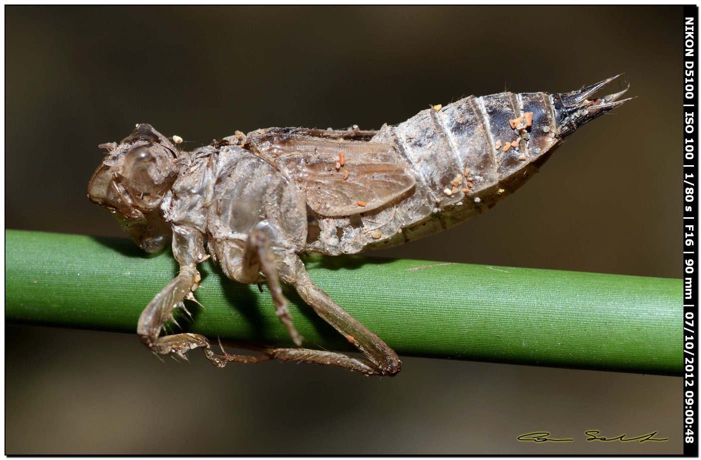 Exuvia di Orthetrum cancellatum o trinacria? O. trinacria !