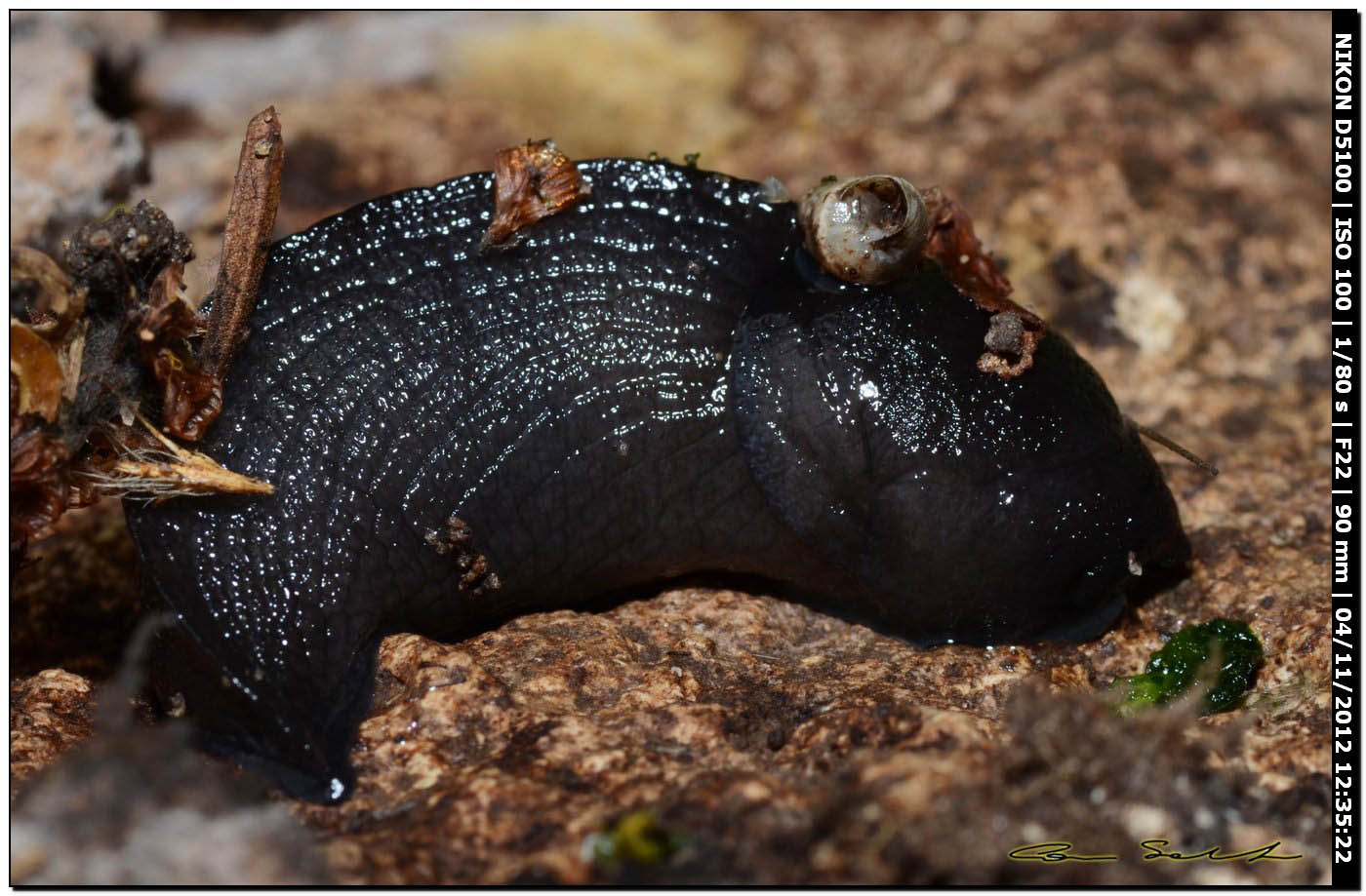 Limacidae da Ittiri