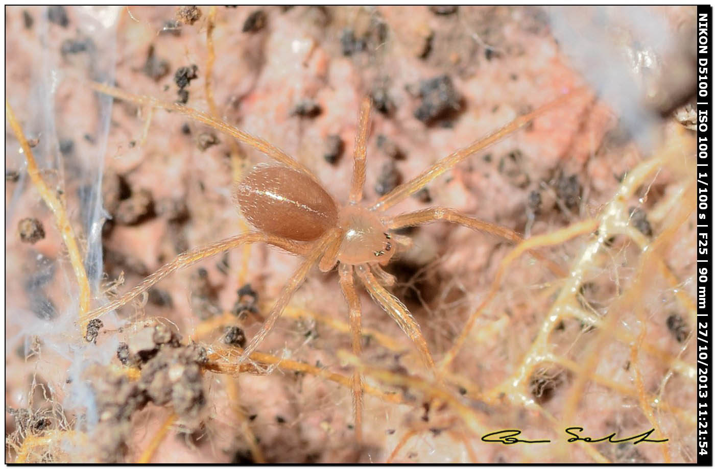 Oonopidae? No.Giovanissimo Loxosceles rufescens - Usini (SS)