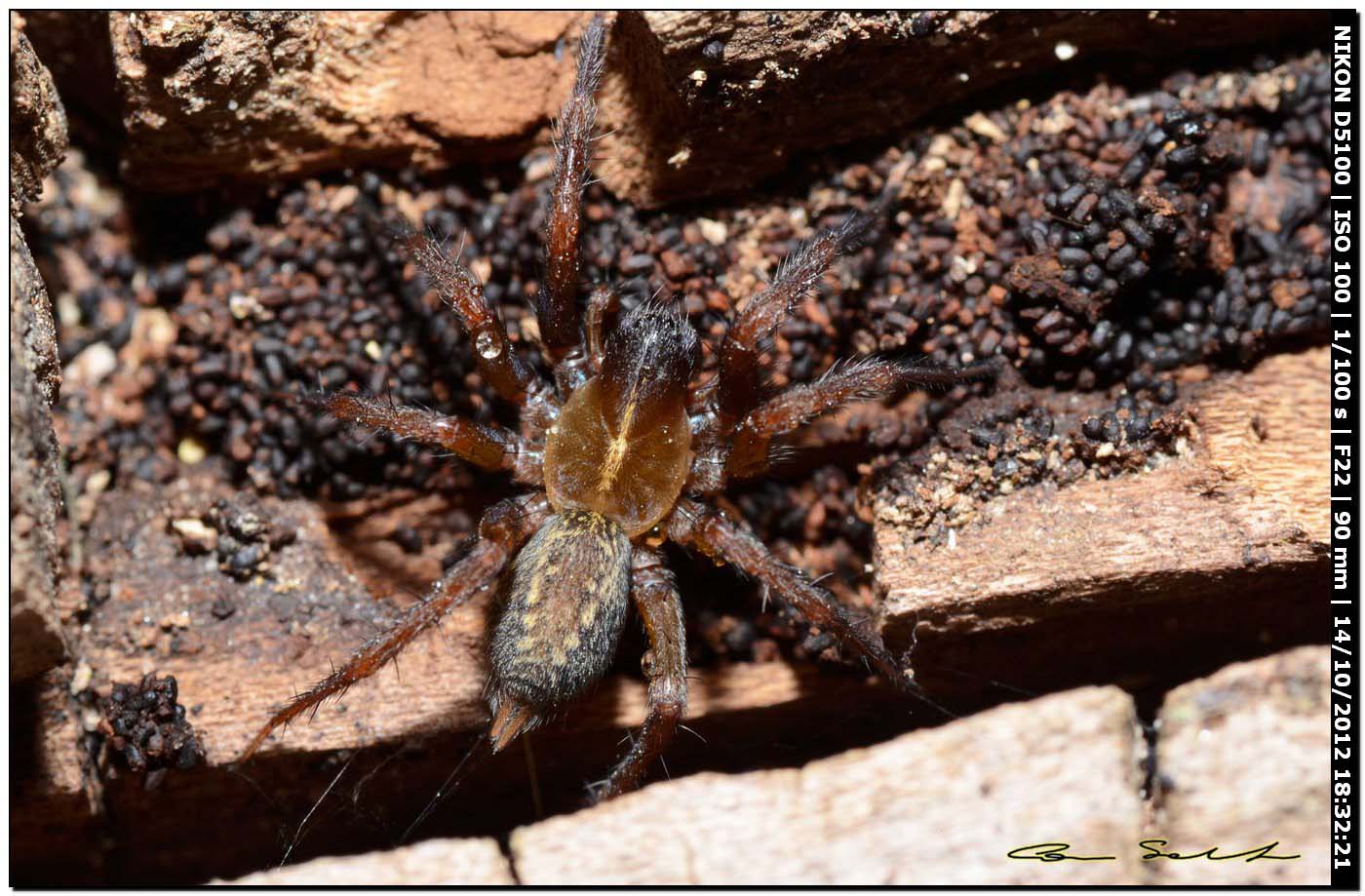 Lycosoides coarctata