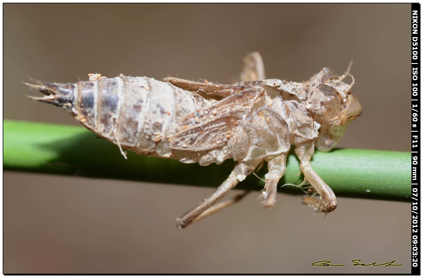 Exuvia di Orthetrum cancellatum o trinacria? O. trinacria !