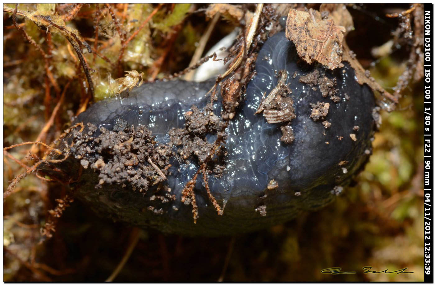 Limacidae da Ittiri