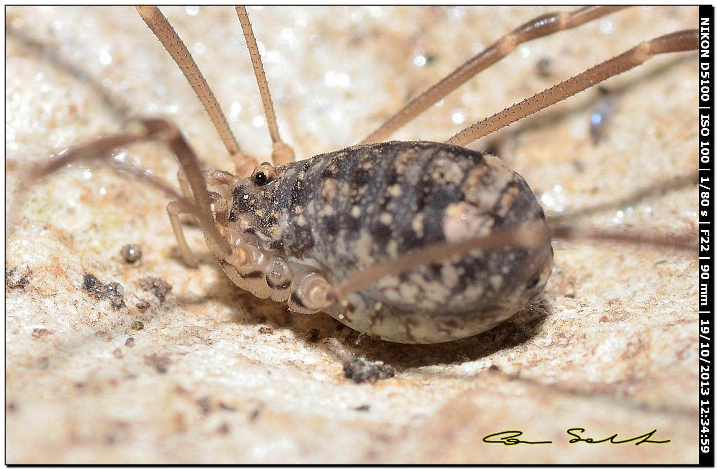 Nelima sp. ♂♀