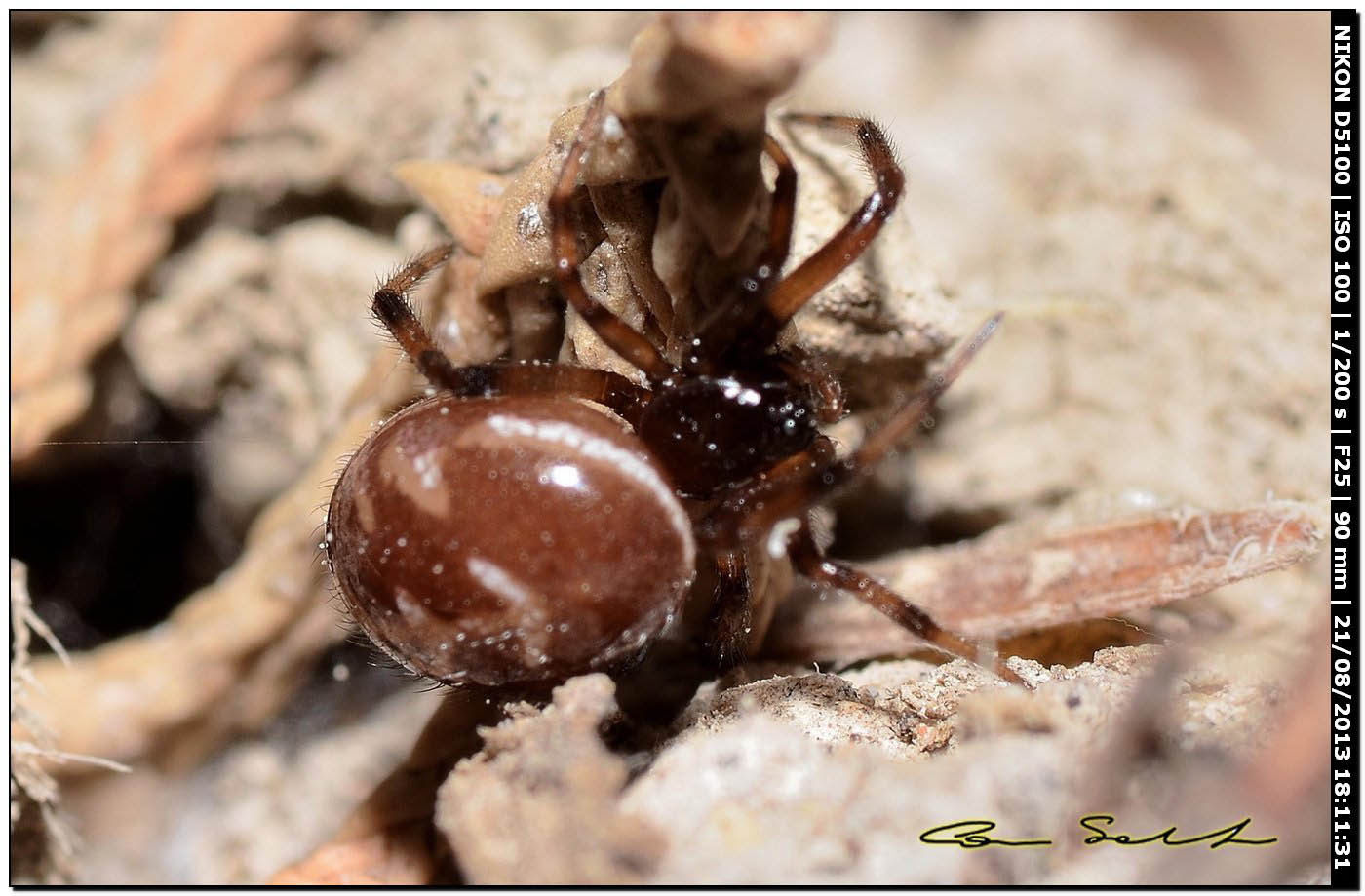 Steatoda paykulliana - Valverde (Alghero, SS)