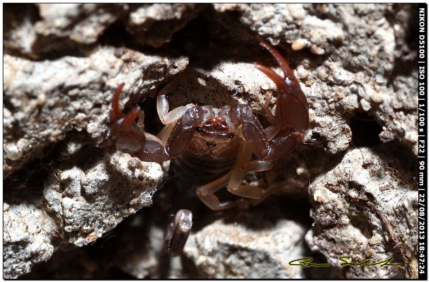 Euscorpius flavicaudis