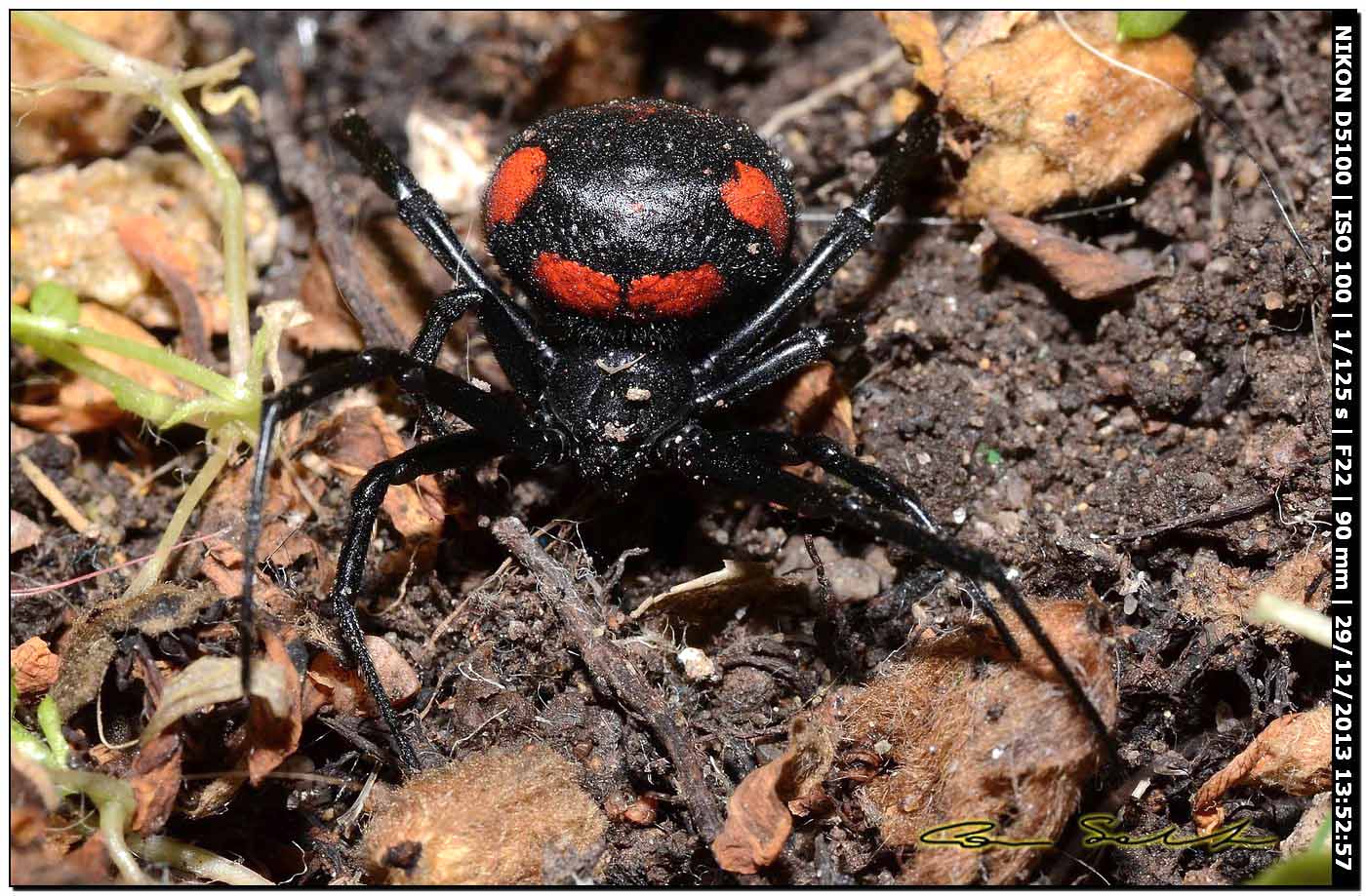 Finalmente!!! (Latrodectus tredecimguttatus - Alghero (SS))