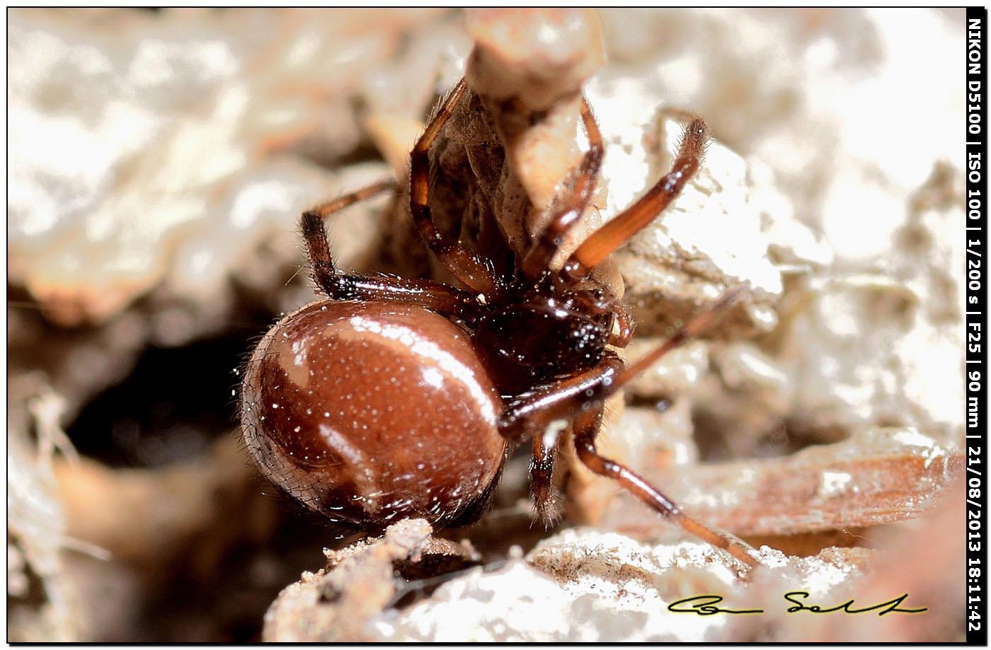 Steatoda paykulliana - Valverde (Alghero, SS)