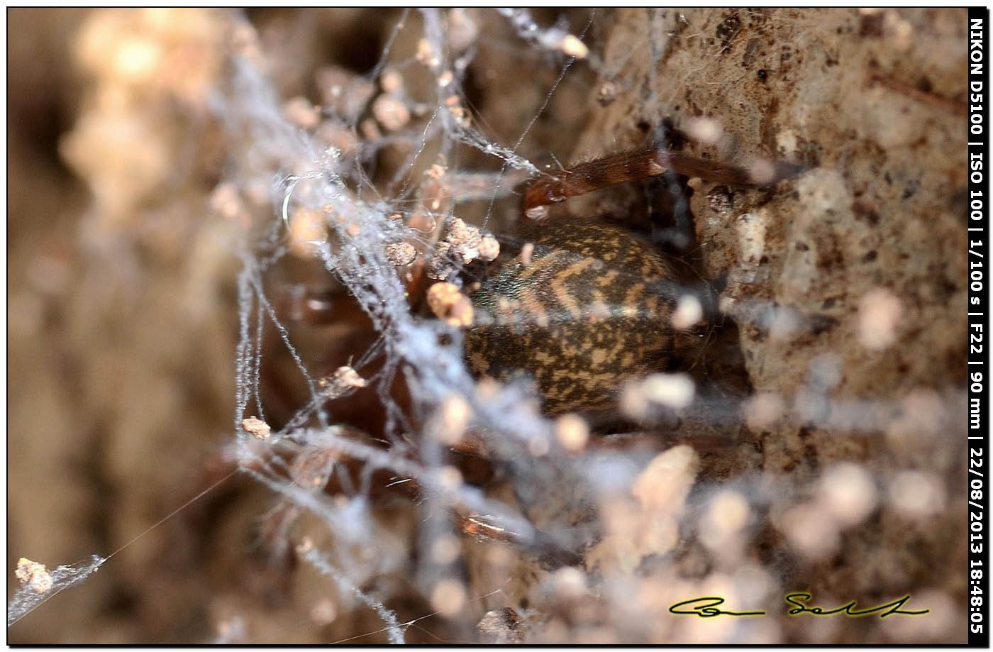 Amaurobius sp. - Alghero (SS)