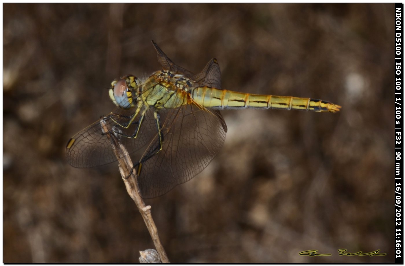 Sympetrum fonscolombii