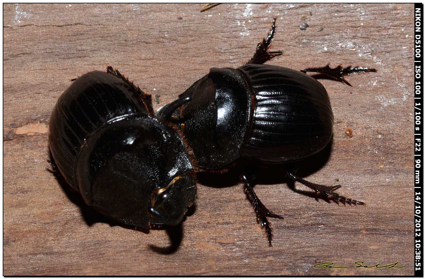 Scarabaeidae, Copris hispanus