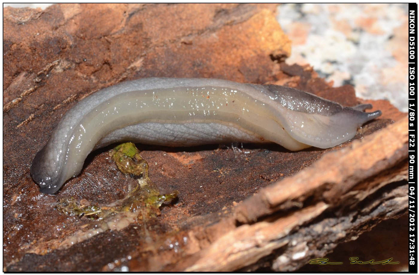 Limacidae da Ittiri