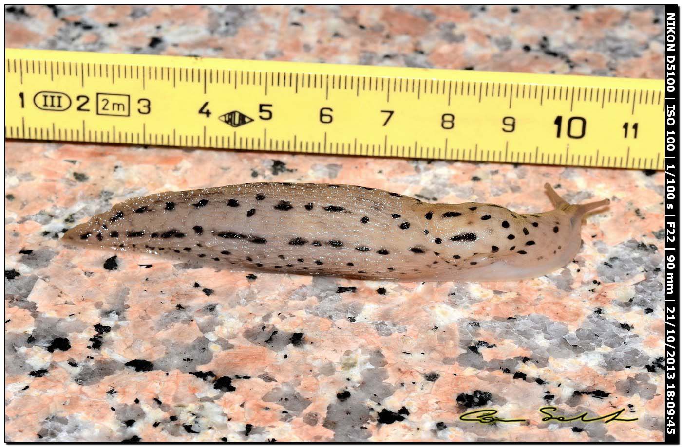 Limax maximus (?) della Sardegna (Bosa/OR)