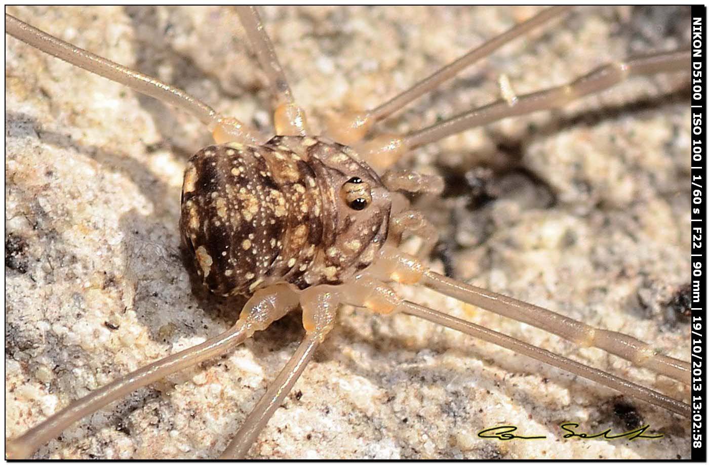 Nelima sp. ♂♀