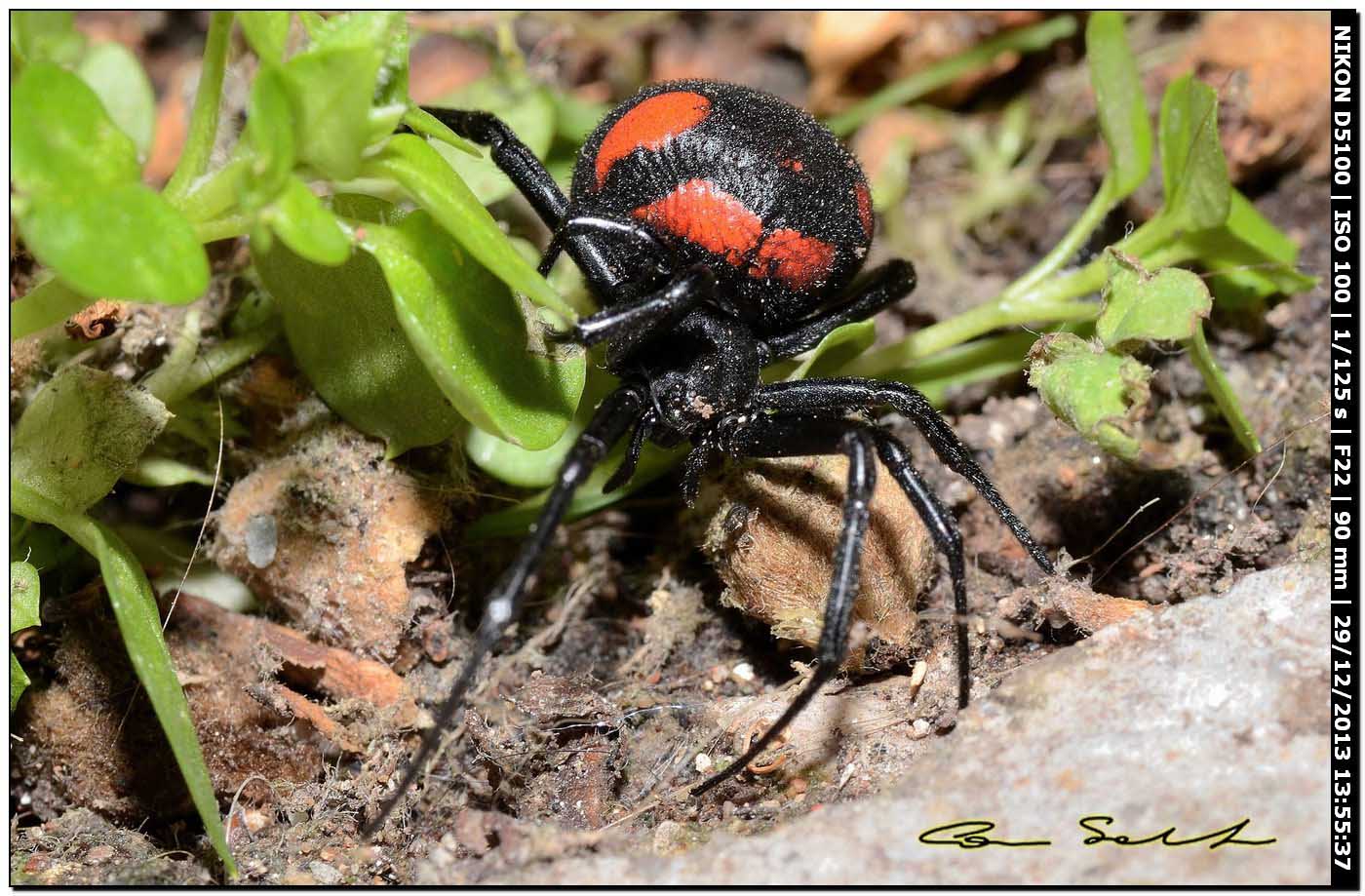 Finalmente!!! (Latrodectus tredecimguttatus - Alghero (SS))