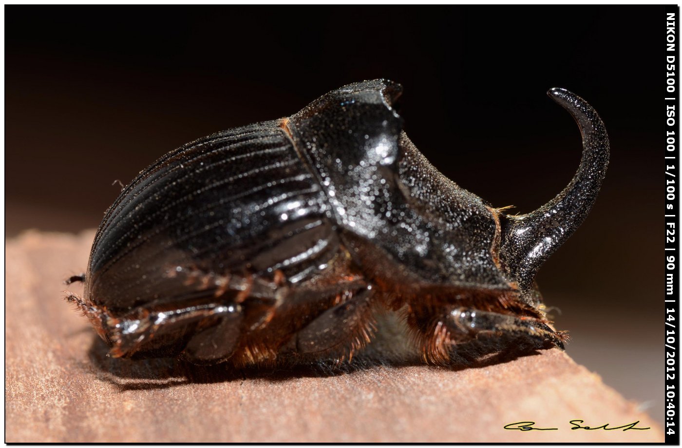 Scarabaeidae, Copris hispanus