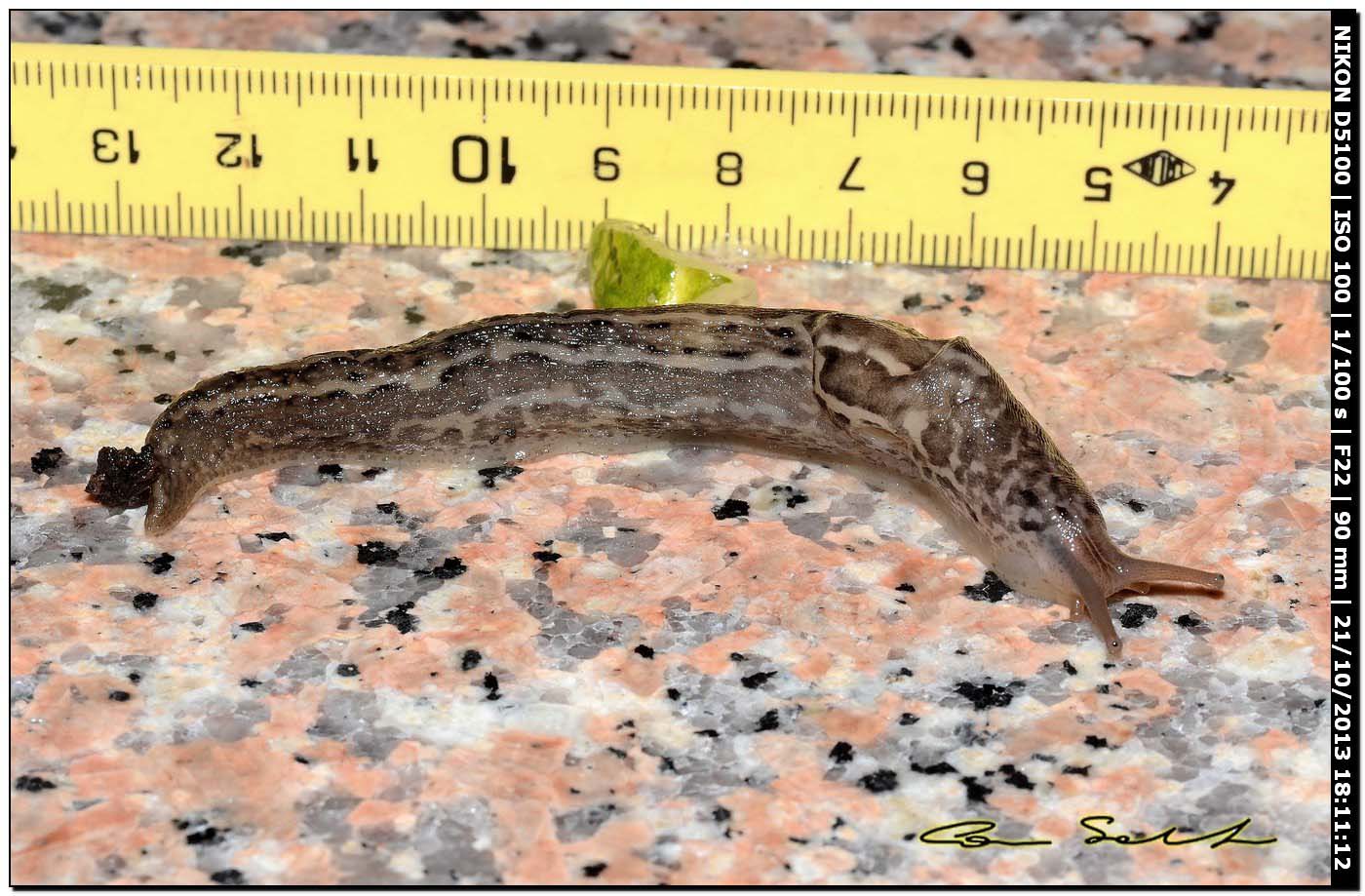 Limax maximus (?) della Sardegna (Bosa/OR)