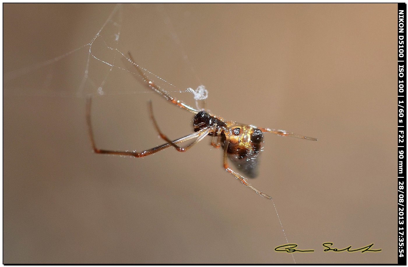 Argiope bruennichi, femmine, maschi e ospiti - Alghero (SS)