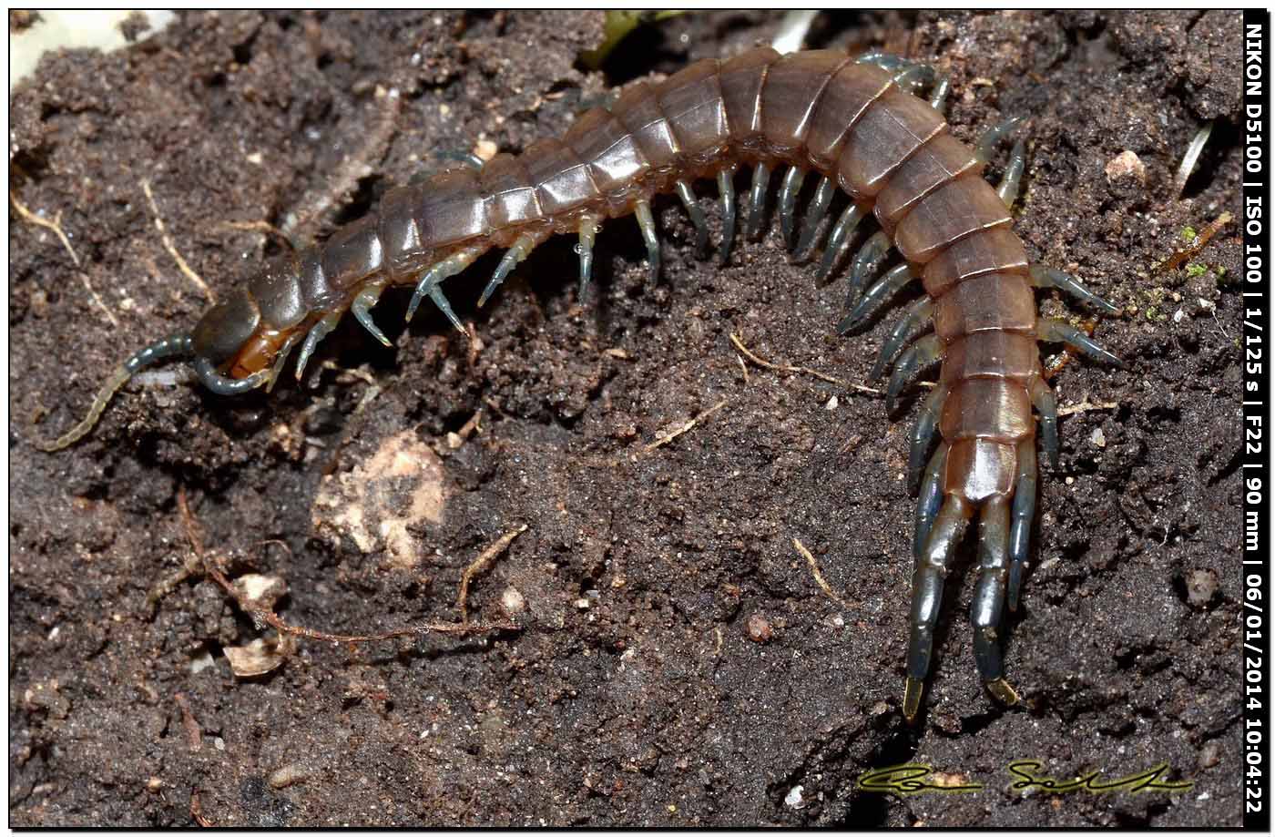 Scolopendra oraniensis