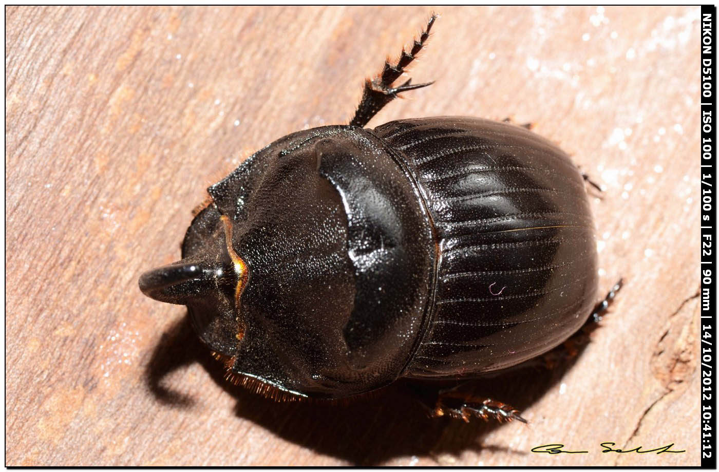 Scarabaeidae, Copris hispanus